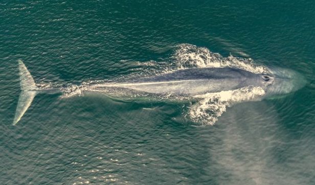 For the first time in the Red Sea, spotting an endangered blue whale  Photo